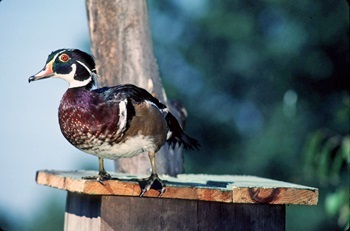 A wood duck, with a deep-violet breast, deep-green head and orange eyes perches on a small wooden platform