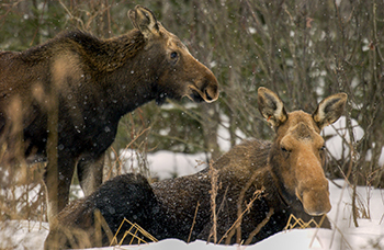 Two moose are pictured in a wintry scene in Marquette County.
