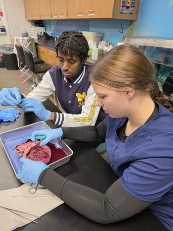 teen boy in navy blue jacket and teen girl in navy blue scrubs, both wearing latex gloves, dissect a deer heart in a classroom