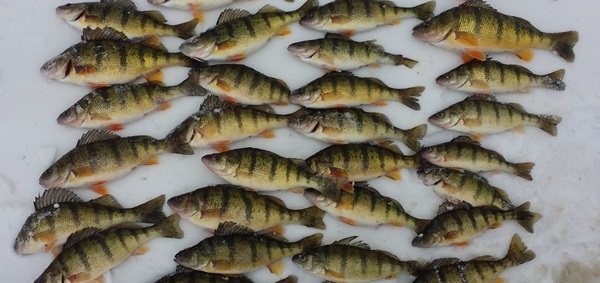 about two dozen caught yellow perch laid out on the snow-covered, icy ground