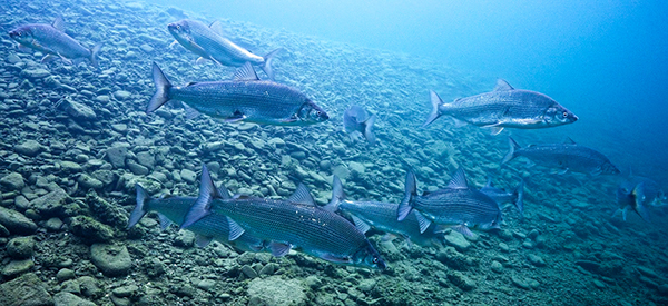Lake whitefish are shown congregating over rocky cobble.