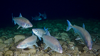 Lake whitefish are shown over a rock reef.