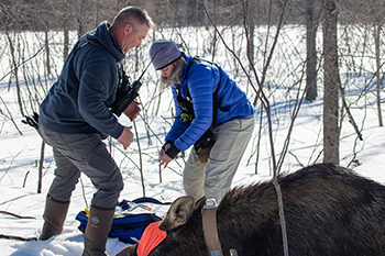 Researchers work on a moose capture and collaring effort in Iron County.