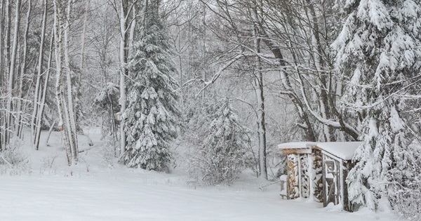 peaceful winter scene in Marquette County, with snow-covered trees and a small wooden shed and firewood rack off to the right