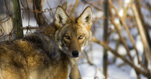 Coyote in Michigan wild