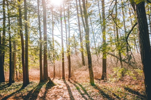 Sunfilled March woods at Mitchell State Park by Samantha Hageman Gaina