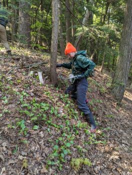 A worker on a wooded slope injects the trunk of a hemlock tree with insecticide.