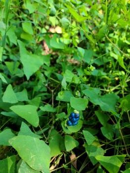 Mile-a-minute weed vines, showing their triangular leaves and a blue fruit cluster.