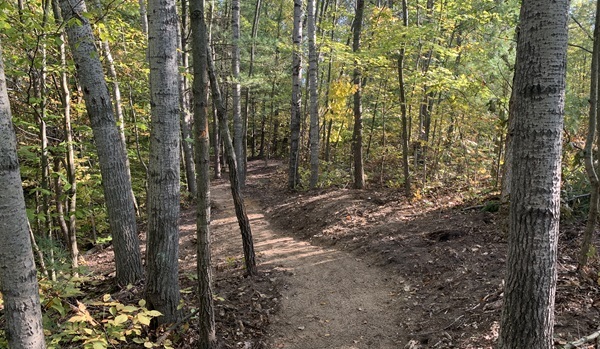 A wide dirt trail winds through a forested area, with mature trees stretching upward and sunlight spilling through the canopy
