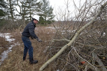 Man in jeans, jacket and hard hat adds branches to a 'rabbitat' brush pile at Gratiot-Saginaw State Game Area