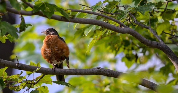 a fluffy, brown male American robin perches in a leafy tree at Bewabic State Park in Iron County, Michigan