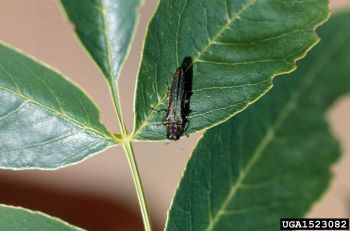 A green emerald ash borer beetle on a leaf.