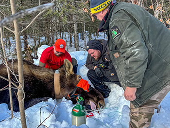Researchers work on collaring and collecting biological samples from a sedated bull moose that has shed its antlers for the season.