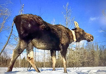 A newly collared moose awakens from sedation and prepares to disappear back into the woods in the western U.P.