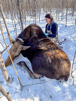 A moose field team member works to revive a moose after collaring.