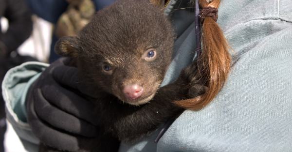 Bear cub near Cadillac