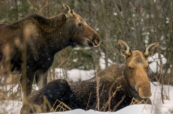 a moose cow and calf hunkered down in the snow in Marquette County, Michigan