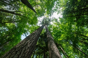Looking up through tall, full-canopied trees in the Hartwick Pines forest, with areas of daylight peeking through