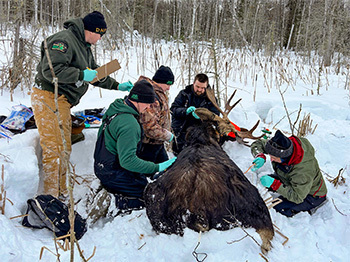 researchers surrounding a sleeping moose