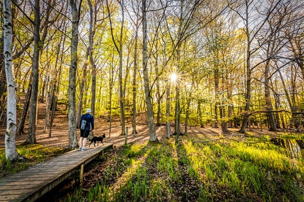 man in shorts and sweatshirt walks a leashed black dog on a low, wooden bridge through spring forest as sunrise breaks through