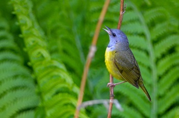 a male mourning warbler, with a bright yellow body and bluish-purple head, perches on a thin, rust-colored branch, Marquette County