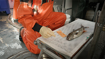 Staff take photos and photos and measurements of lake trout during an offshore reef survey.
