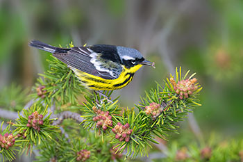 warbler in tree