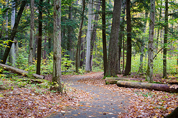 Hartwick Pines State Park trails
