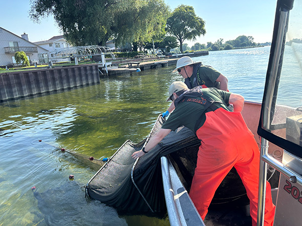 Staff lift a small mesh fyke net during the binational Lake St. Clair fish community survey.