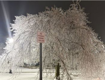 A deciduous tree has its branches laden with ice in a stormy setting; a street sign in the foreground indicates an urban location.