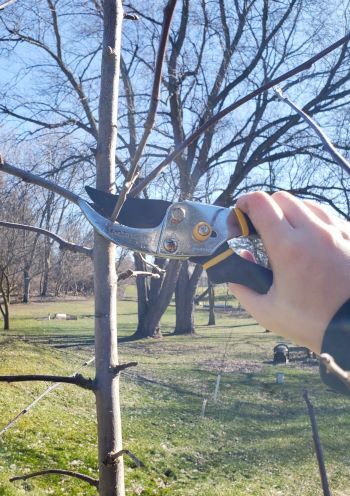 A forester demonstrates correct pruning practice on a young tree in an urban park setting.