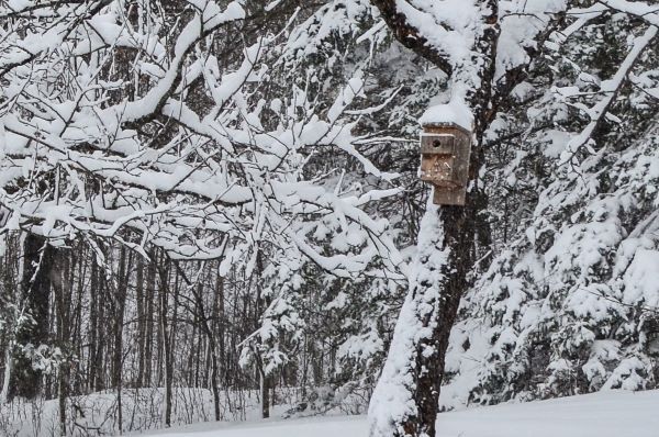 A winter scene with several snow-laden trees, some deciduous and some conifers, with sagging branches due to the weight of the snow.