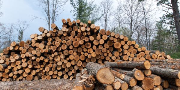 Stacks of logs after a timber sale