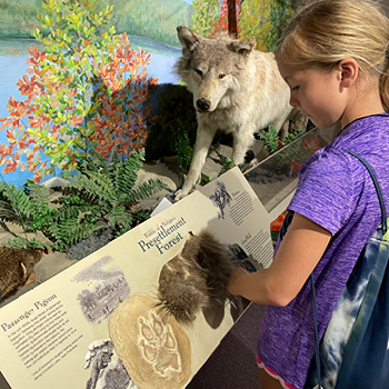 A young girl interacting with a fur display at a visitor center