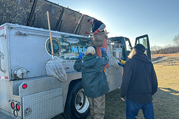 Fish stocking at Spring Mill Pond (Island Lake Recreation Area, Livingston County)