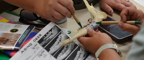 A deer jaw bone activity from the Academy of Natural Resources