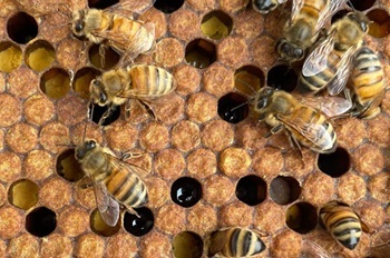 a dozen or so honeybees crawl around a golden brown honeycomb