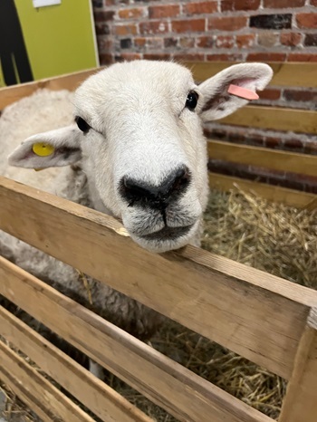 sheared sheep with a tag in each ear peers over the side of a wooden pen with hay inside