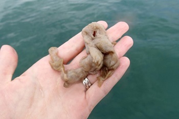 an outstretched hand, over water, holding didymo (aka "rock snot"), a microscopic algae. Here, it's brownish tan, ropy and bulgy. 