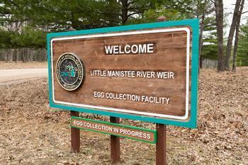 The Little Manistee River weir egg collection facility is open to the public for up-close viewing during egg-collection operations.