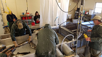 Steelhead egg collection at the Little Manistee River weir is tentatively scheduled to begin Tuesday, April 14.