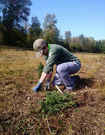 man in jeans and long-sleeved green shirt kneeling down to plant a tree in an open, grassy area