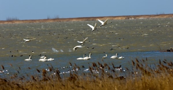 Trumpeter swans at Fish Point Wildlife Area