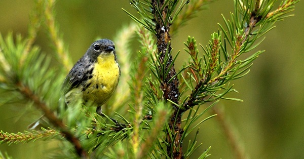 a gray and yellow-breasted Kirtland's warbler perches in a young jack pine, its natural habitat