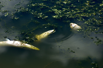 It is normal for winter conditions to cause some mortality of fish and other creatures such as turtles, frogs, toads and crayfish.