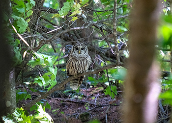 Barred owls, like this one pictured during daytime in a forest, are among the numerous wildlife species found in the area.
