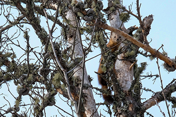 A pine marten is shown at the top of a tree, one of the numerous Michigamme Highlands wildlife species.