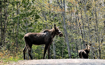 A moose cow and calf are shown in the Michigamme Highlands, the area's signature wildlife species.