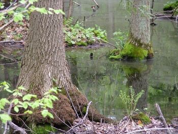 April Tree of the month. Pumpkin Ash