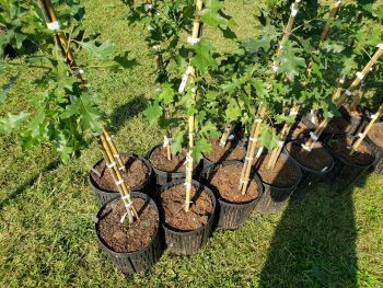 Tree giveaway in Detroit, tree in a black container